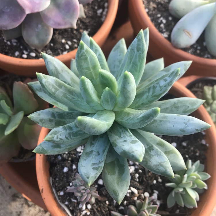 Plant image Pachyphytum longifolium