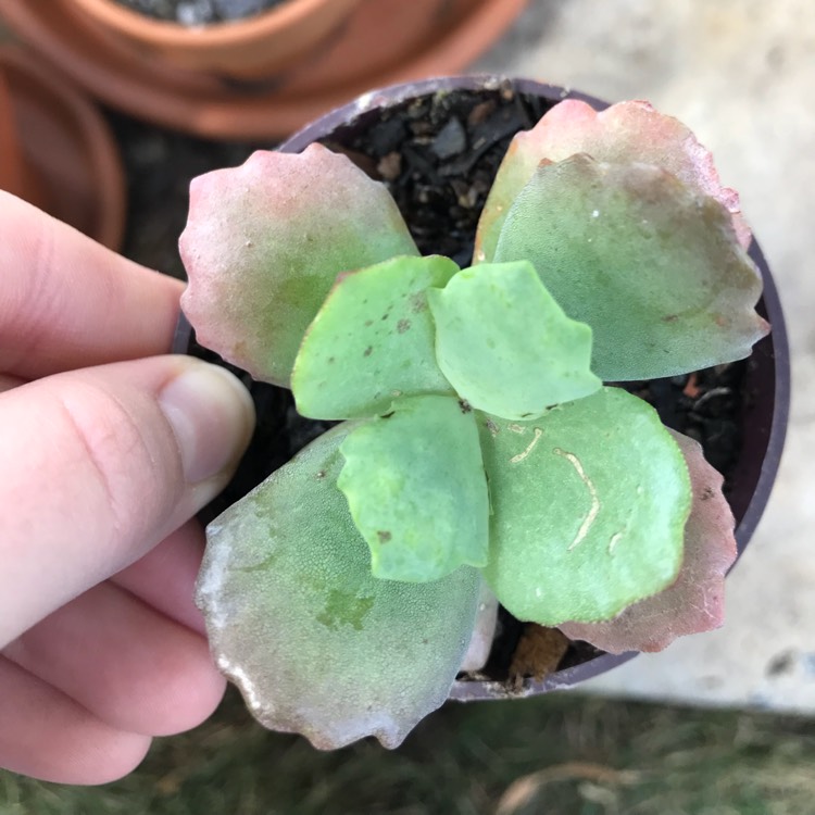Plant image Kalanchoe brachyloba
