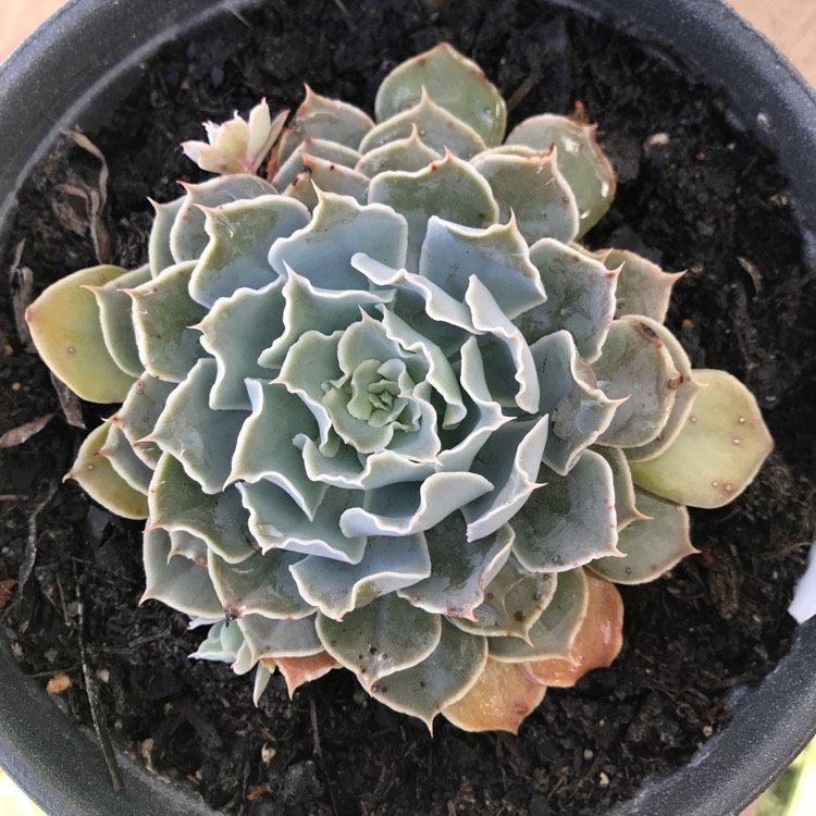 plant image 762196