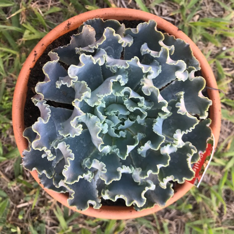 Plant image Echeveria Shaviana Truffles