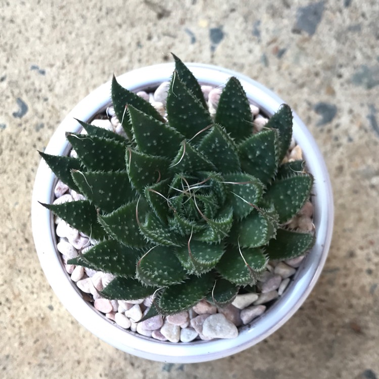 plant image 856128