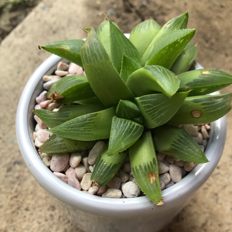 plant image 856136