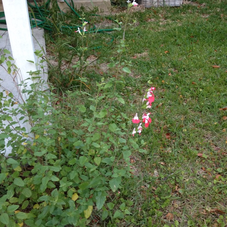 plant image 682972