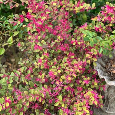 Erin's garden