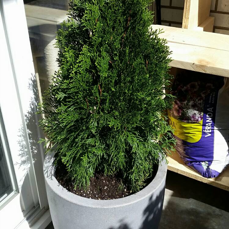 Plant image Thuja occidentalis 'Emerald Green'