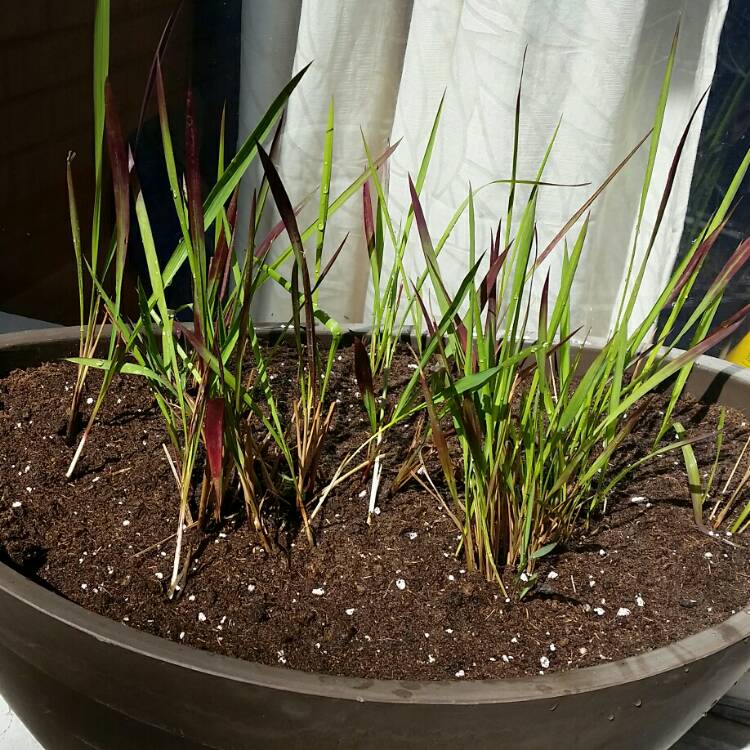 Plant image Imperata cylindrica 'Red Baron'