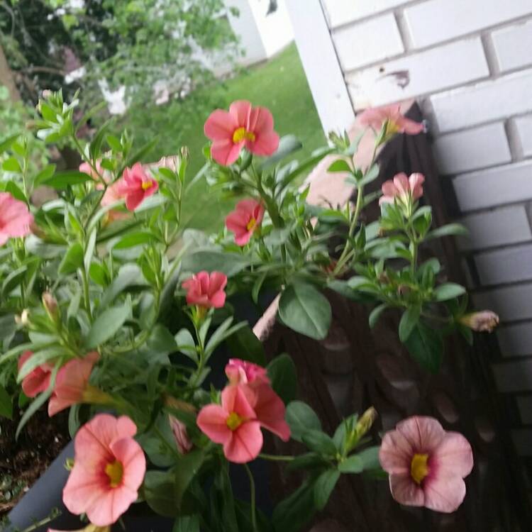 plant image 722734