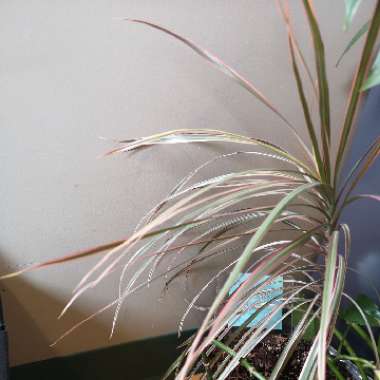 Dracaena marginata 'Tricolour'