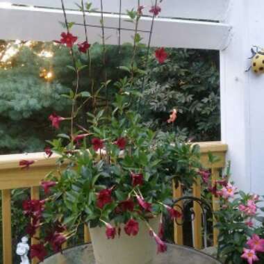 Erin's garden