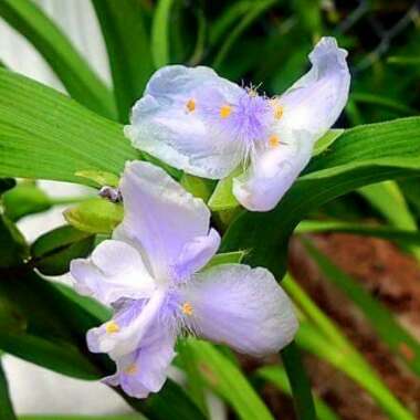 Spiderwort