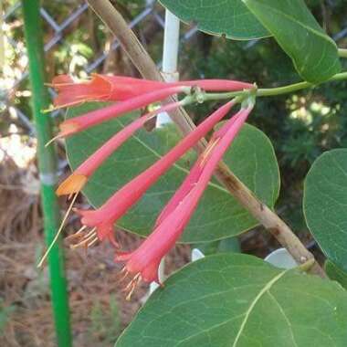 Honeysuckle 'Dropmore Scarlet'