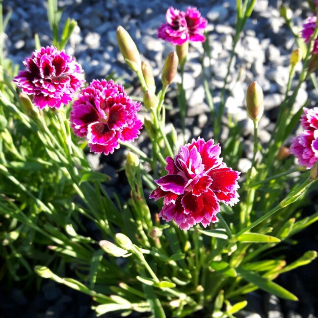Plant image Dianthus EverLast 'Lilac Eye'