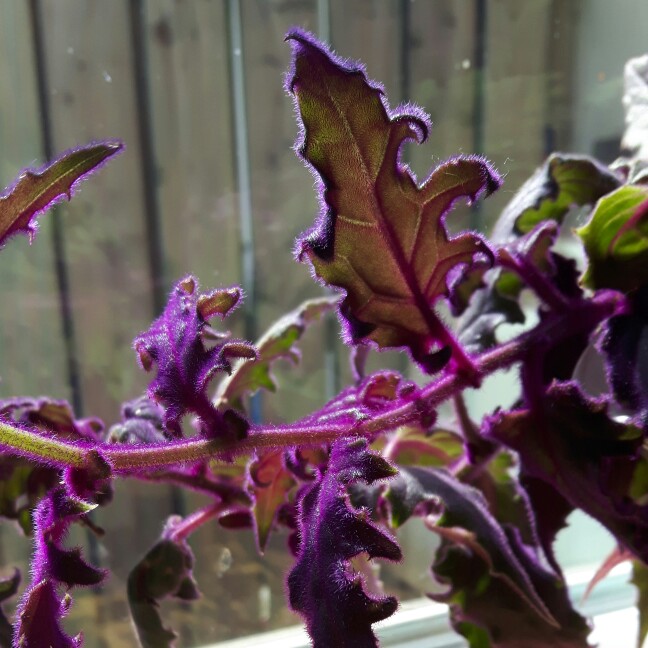 Plant image Gynura Aurantiaca 'Purple Passion'
