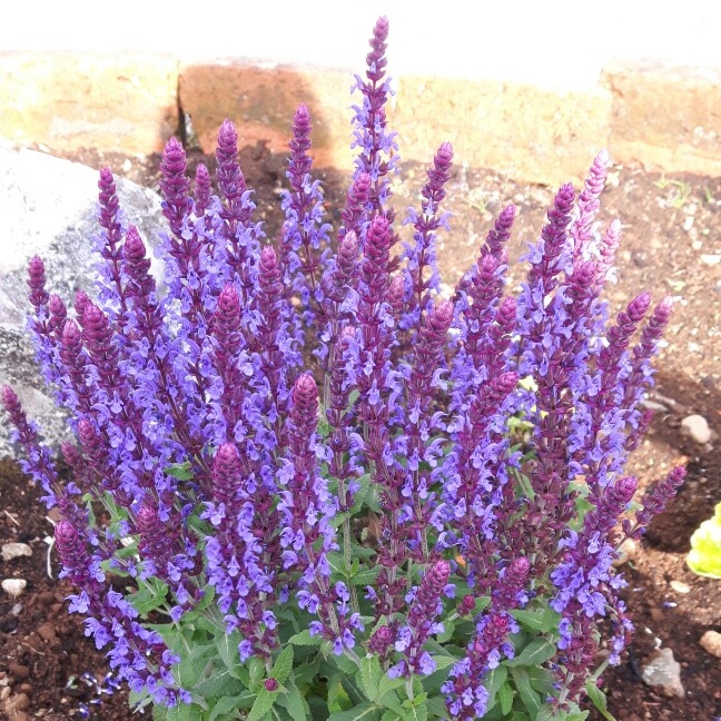 plant image 130283