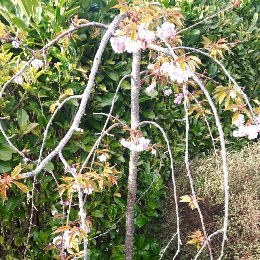 plant image 63146