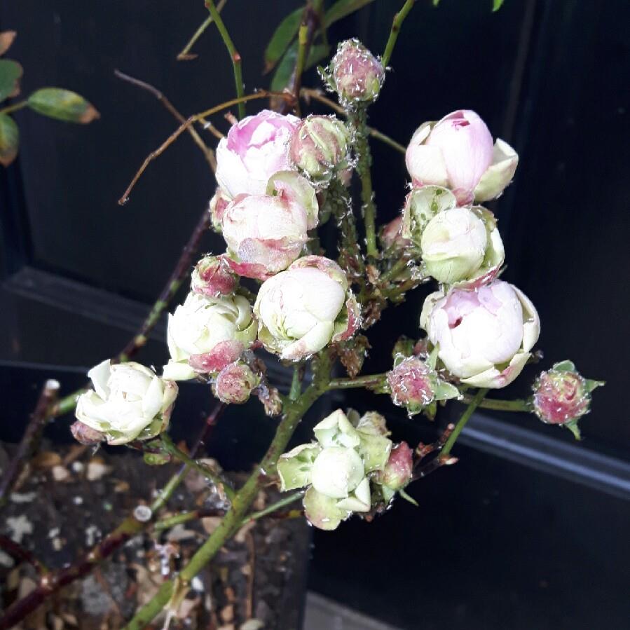 Plant image Rosa 'Pearl Anniversary'
