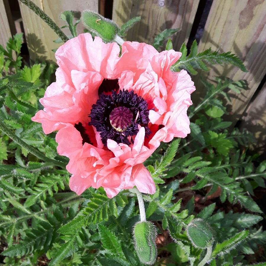 Plant image Papaver orientale 'Coral Reef'