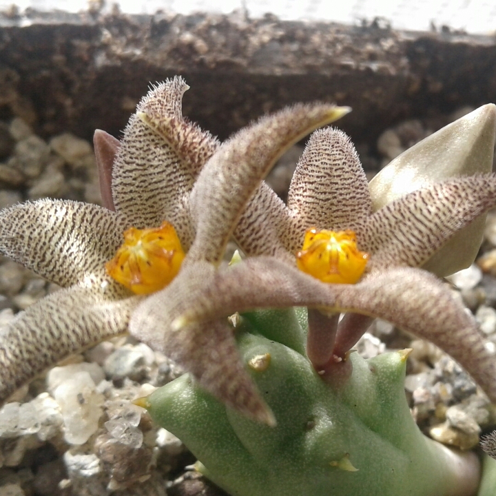 Plant image Piaranthus geminatus