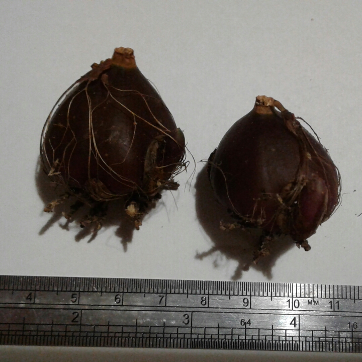 plant image 1075291