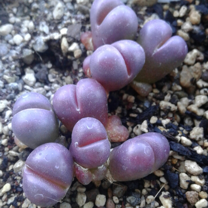 plant image 1082513 plant image 1082513