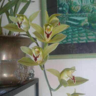 Cymbidium lowianum