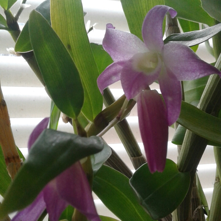 plant image 1130574