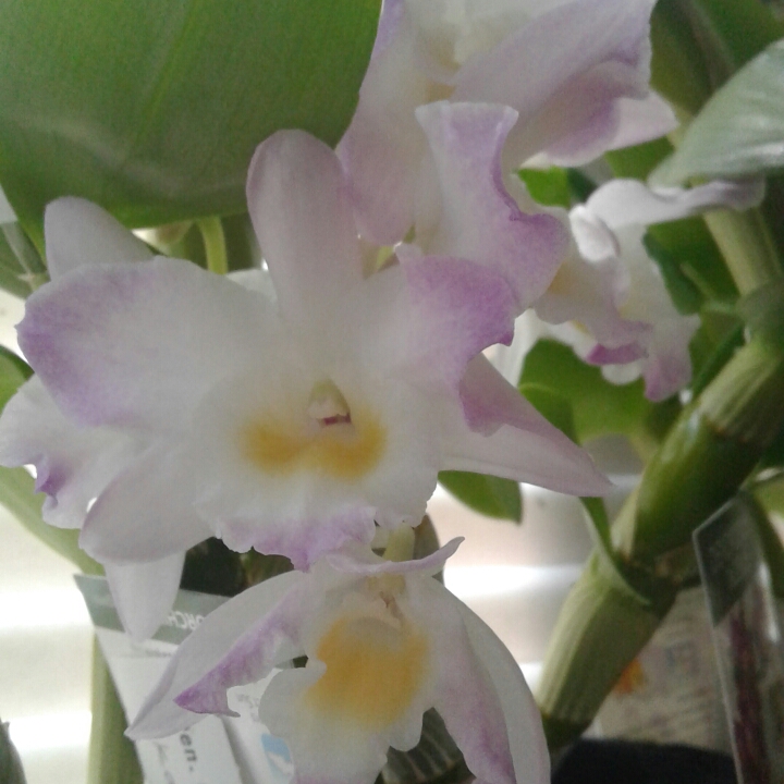 plant image 1130576