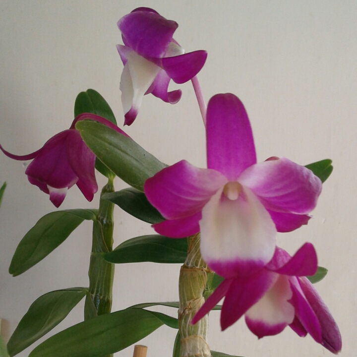 plant image 1136186
