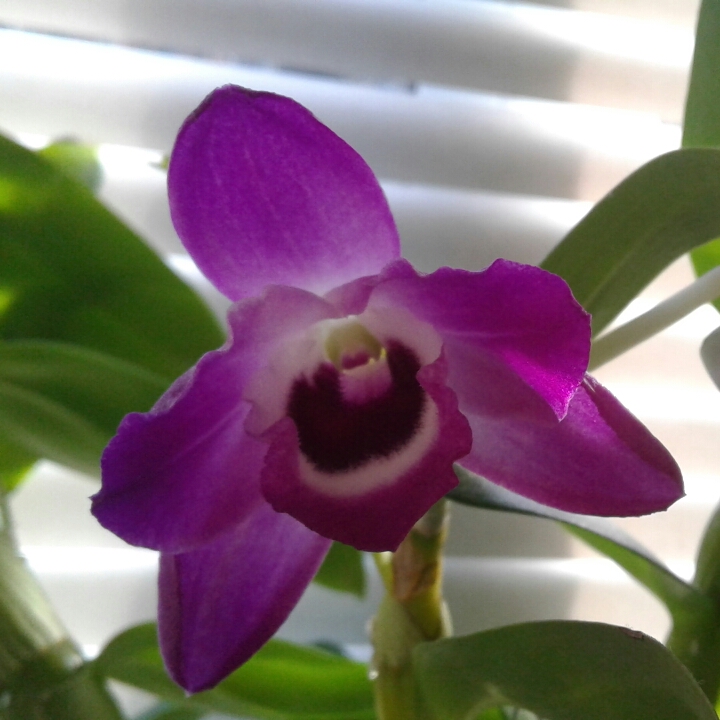 plant image 1142241
