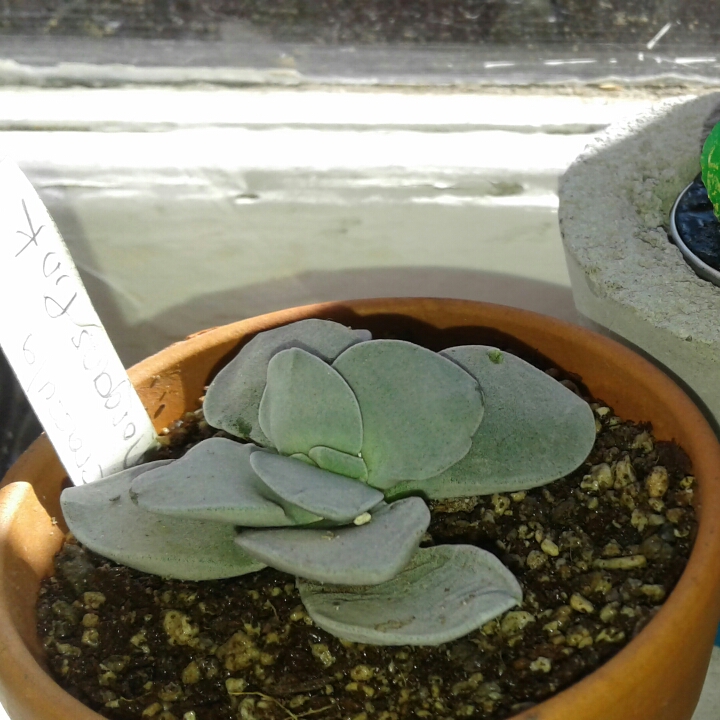 plant image 1154180 plant image 1154180