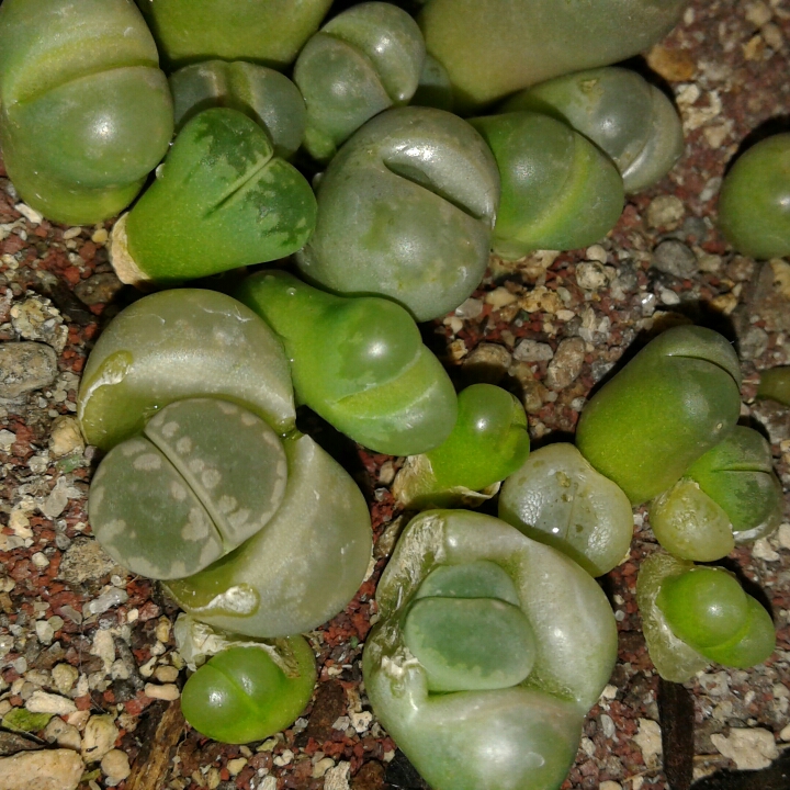 plant image 1154182 plant image 1154182
