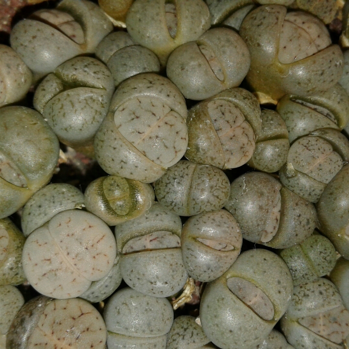 plant image 1154204