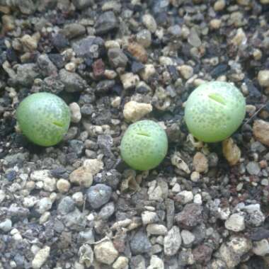 Lithops Terricolor Speckled Gold C345A