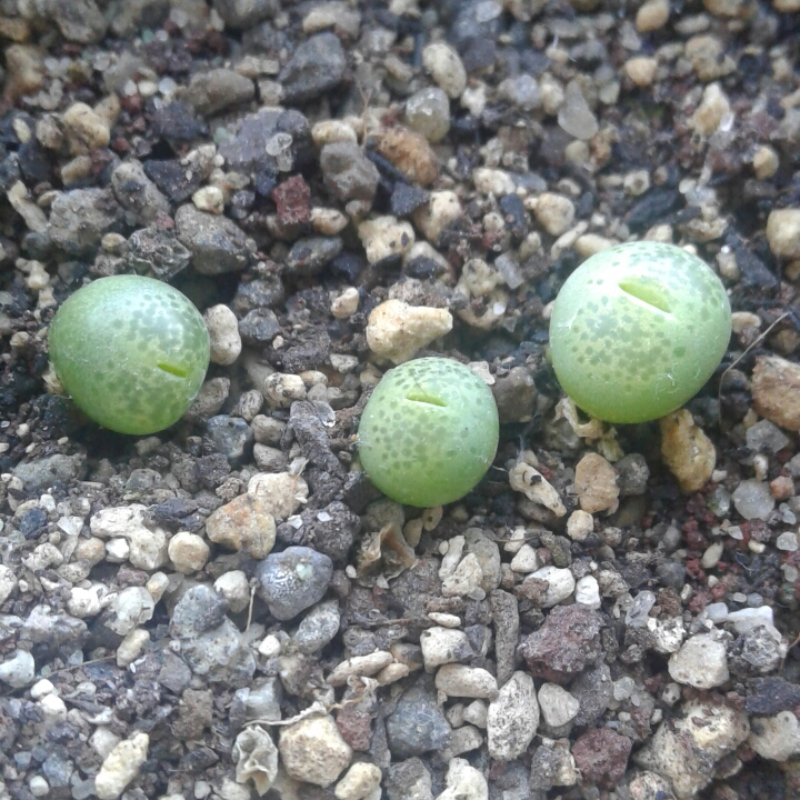 plant image 1154575