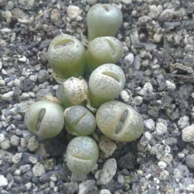 Lithops Terricolor Silver Spurs C132A