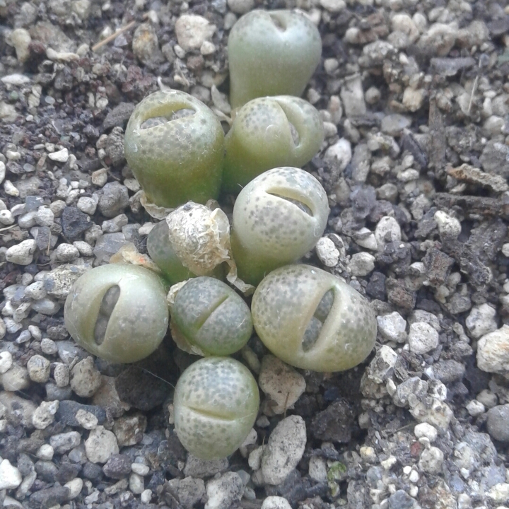 plant image 1154583