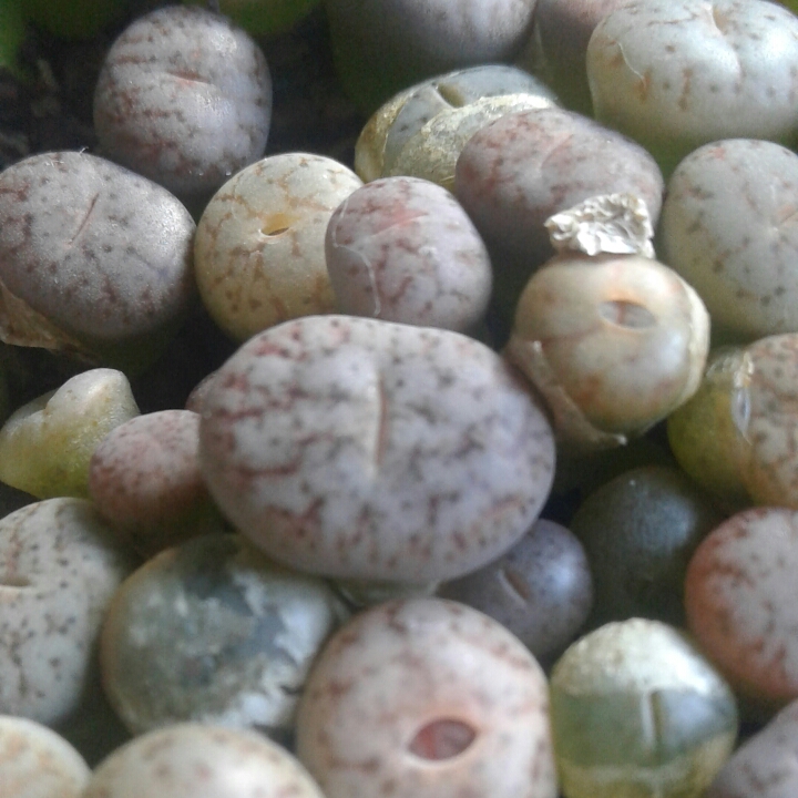 plant image 1154591