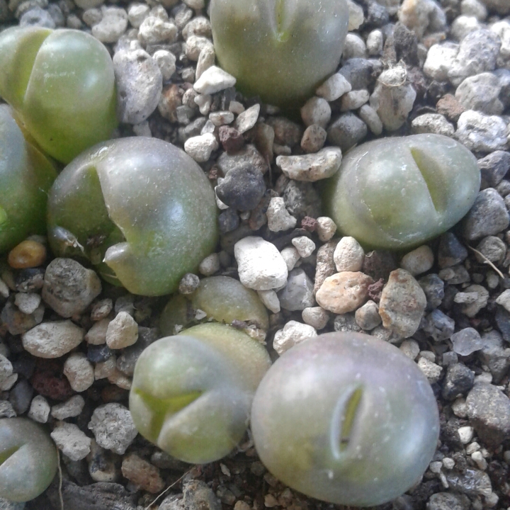 plant image 1154594 plant image 1154594