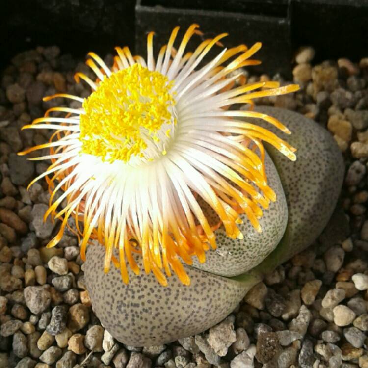 plant image 1165057