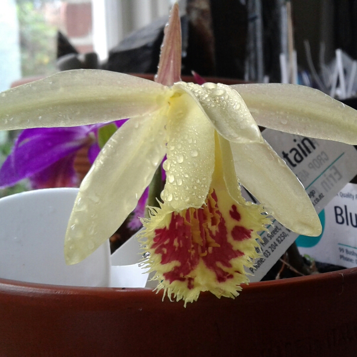 plant image 1181990
