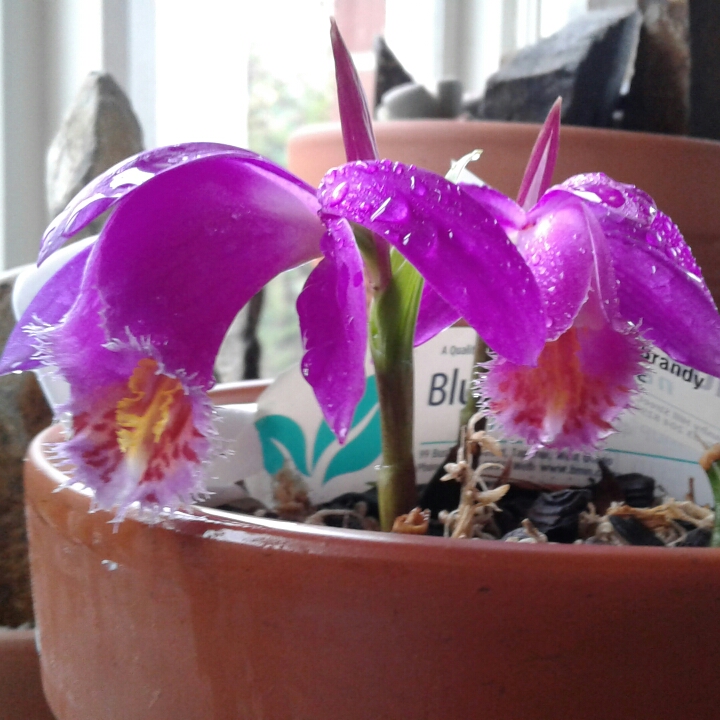 Plant image Pleione 'Tongariro'