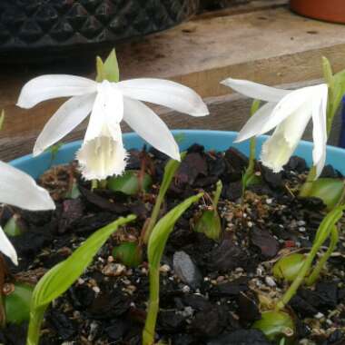 Pleione formosana 'Avalanche'