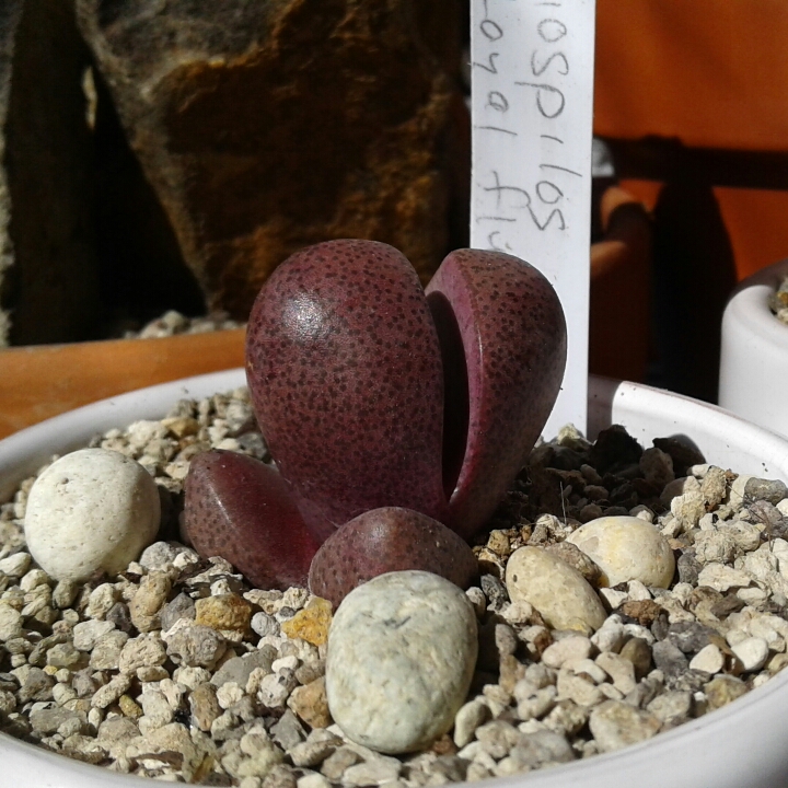 plant image 1192219 plant image 1192219