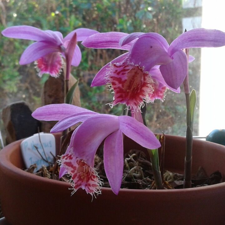 plant image 1194147