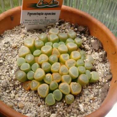 Fenestraria aurantiaca