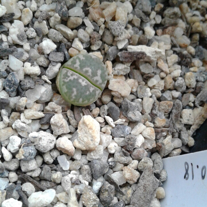 plant image 1198450