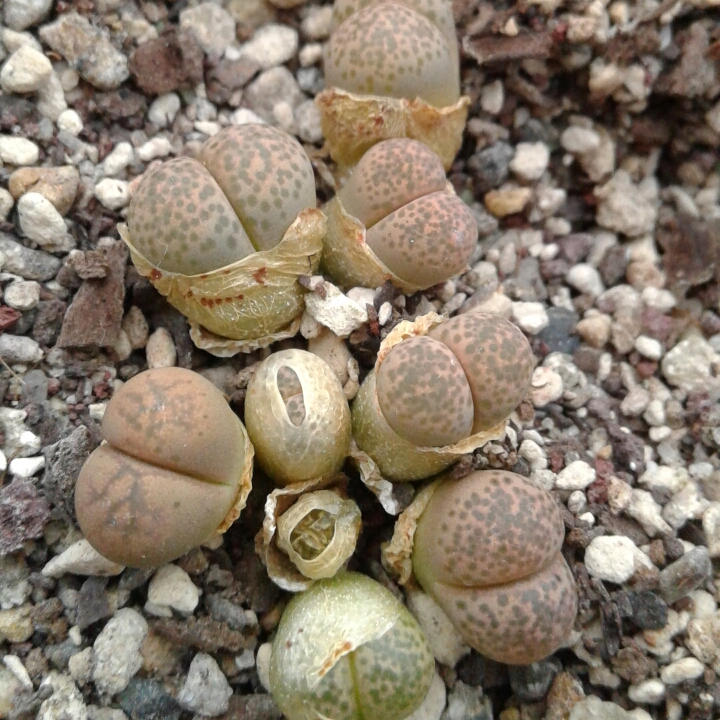 plant image 1198452