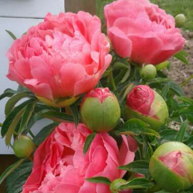 Paeonia 'Coral Charm'