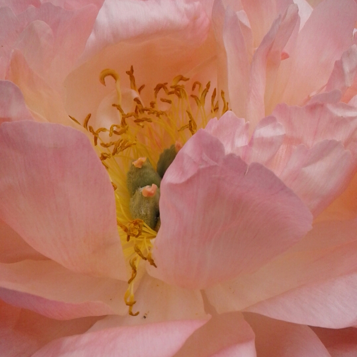 plant image 1201756