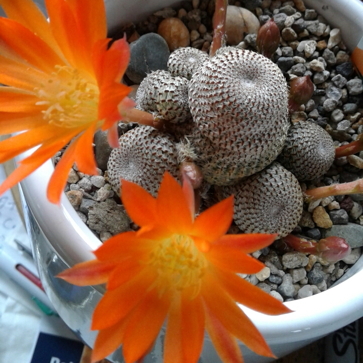 Plant image Rebutia heliosa syn. Aylostera heliosa